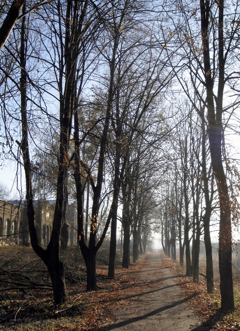 Липова алея на території маєтку Святополк-Мирських
