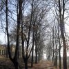 Липова алея на території садиби Святополк-Мирських