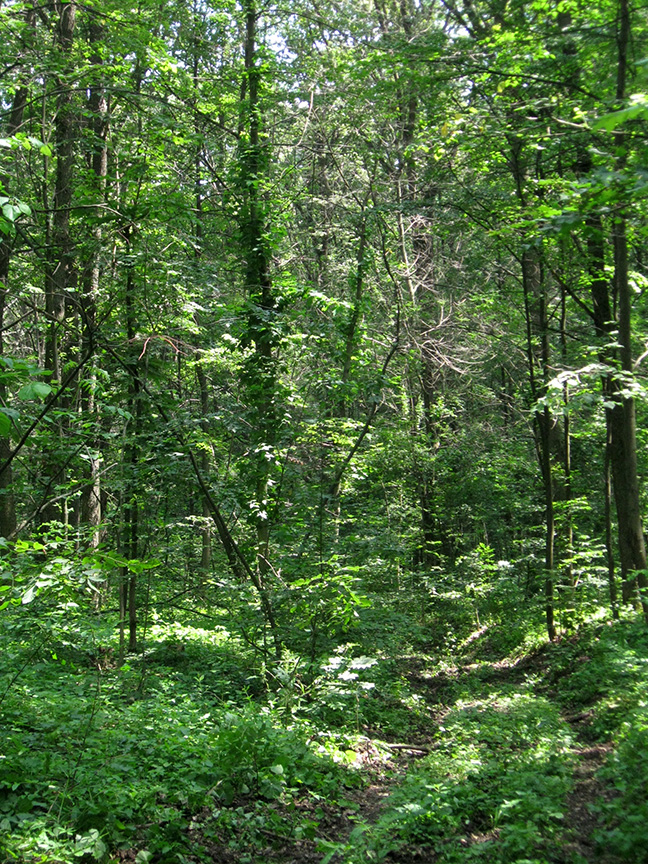 Духівський ліс Люботин
